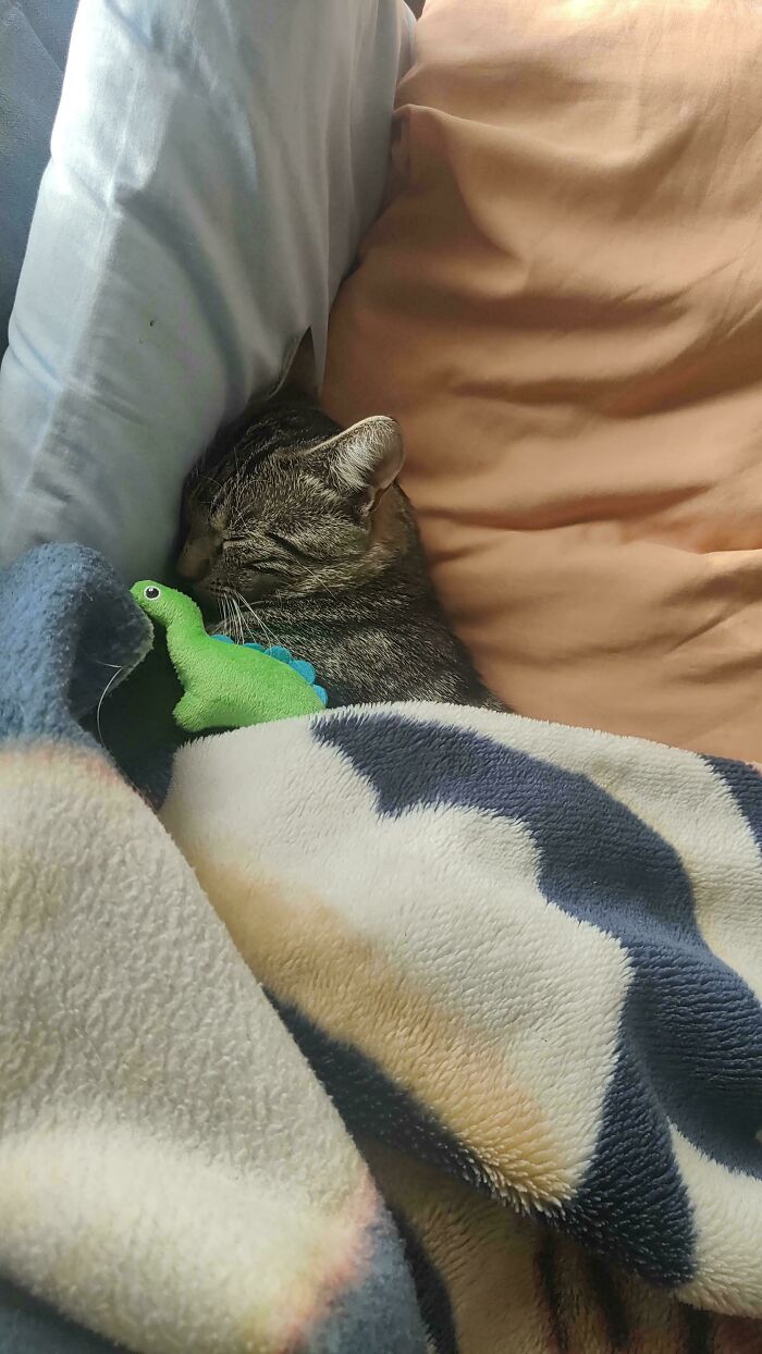 Shelter-adopted cat cuddled in bed with a green plush toy, wrapped in a cozy blanket.
