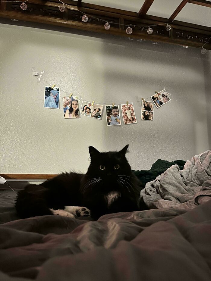 A black and white cat lying on a bed in a cozy room, with family photos in the background.