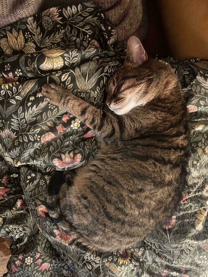 Adopted pet cat sleeping peacefully on a floral blanket.