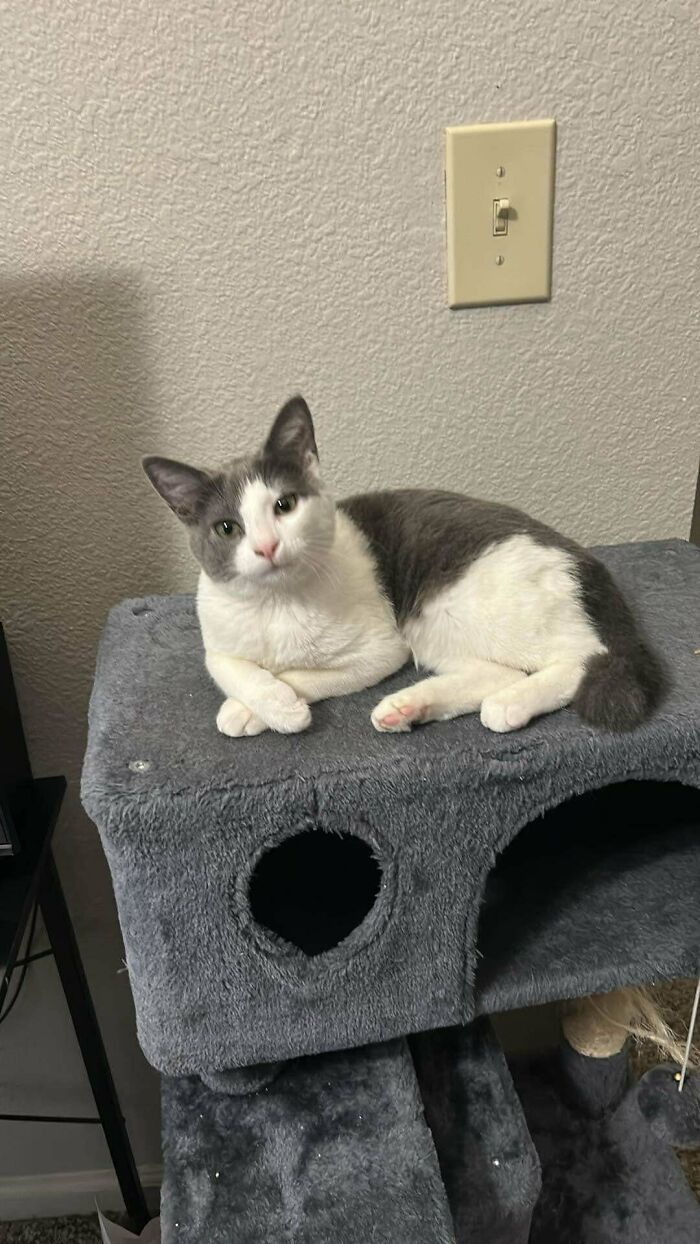 A gray and white cat lounging on a cat tree, representing an adopted shelter pet.