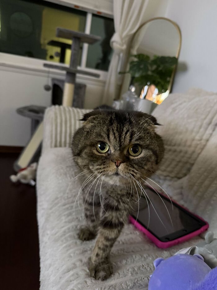 Shelter pet adoption: a cute tabby cat on a couch near a tablet and toys.