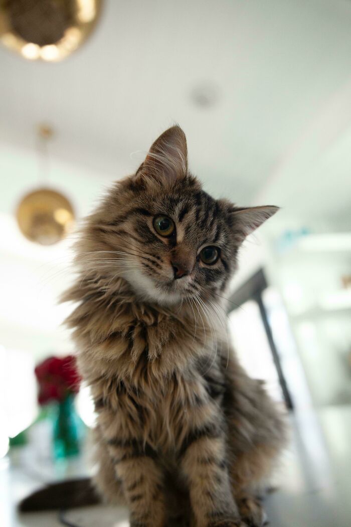 A fluffy tabby cat adopted from a shelter sits indoors, looking curious.