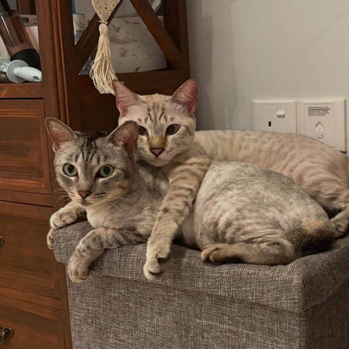 Two adopted cats snuggling together on a gray ottoman, showcasing the joy of adopting pets from a shelter.