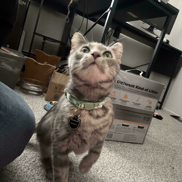 Cute cat with a collar, recently adopted from a shelter, sitting on carpeted floor.