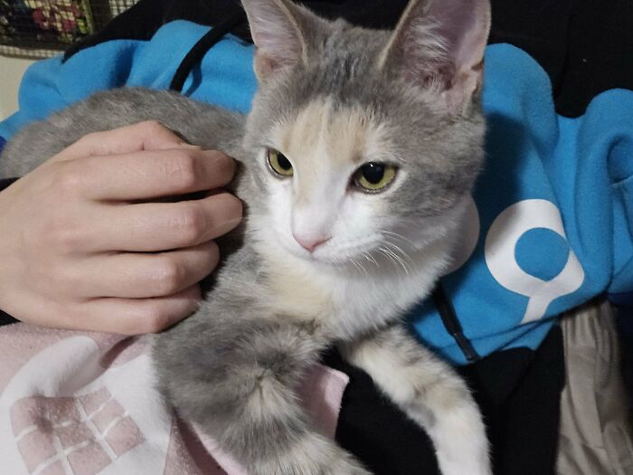 A relaxed cat rests on a person's lap, showcasing the joy of adopting pets from a shelter.