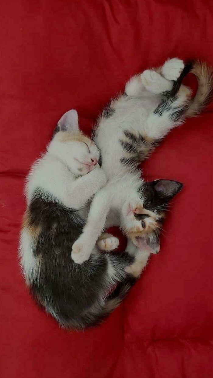 Two adopted kittens snuggling on a red blanket.