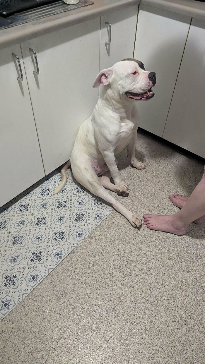 Cute white dog sitting on a kitchen floor, showcasing the joy of adopting pets from shelters.