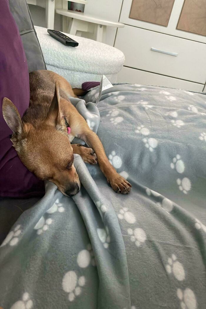 A small dog sleeps peacefully on a paw-print blanket, showcasing a happy shelter pet adoption.