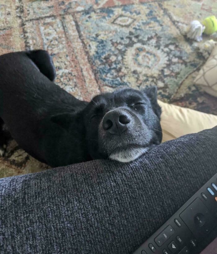 Shelter dog resting its head on a couch, eyes closed, in a cozy living room setting.