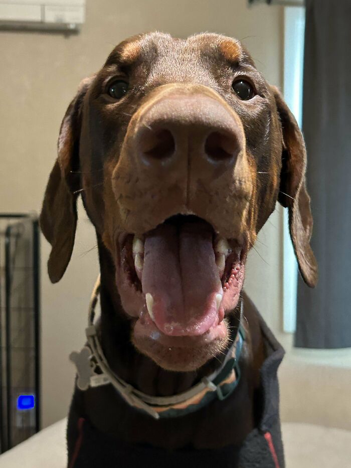 Happy dog showing excitement after being adopted from a shelter, with mouth open and tongue out.