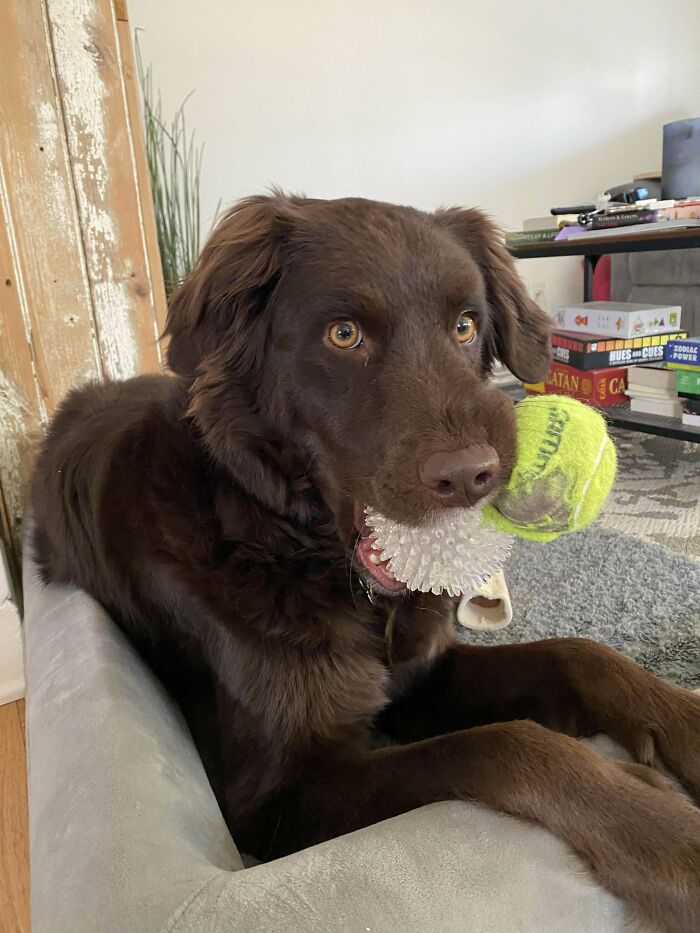 Brown dog on a couch with a tennis ball and toy in its mouth; shelter pet adoption joy.
