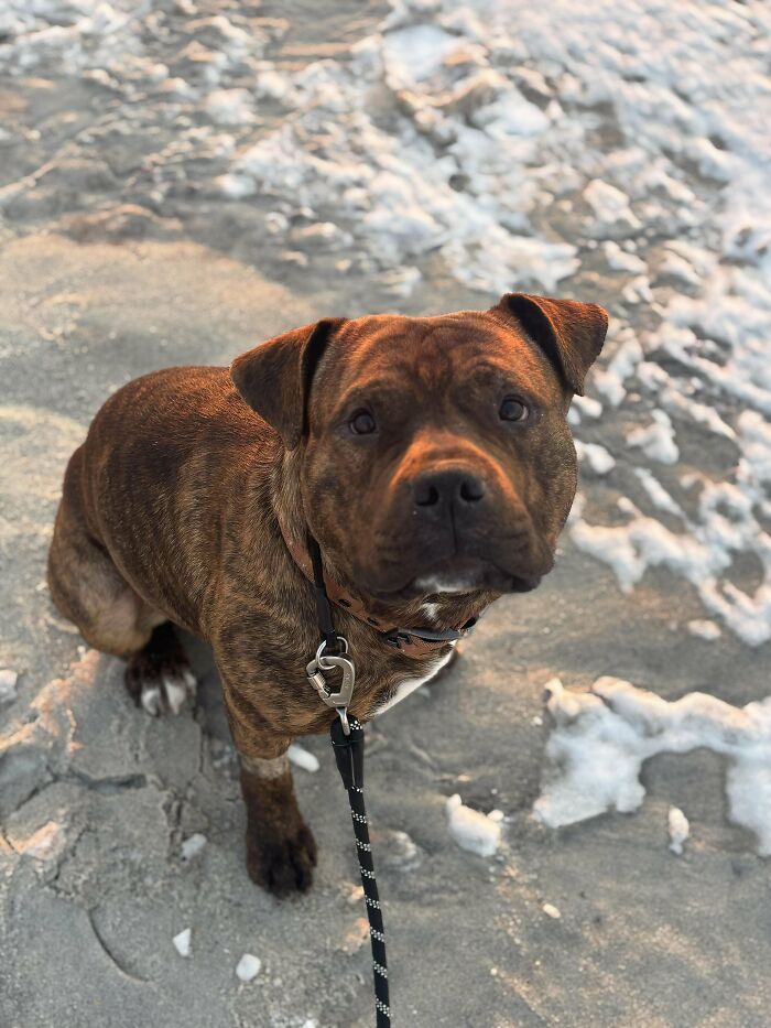 Adopted pet dog enjoying a day at the beach, looking curiously at the camera.