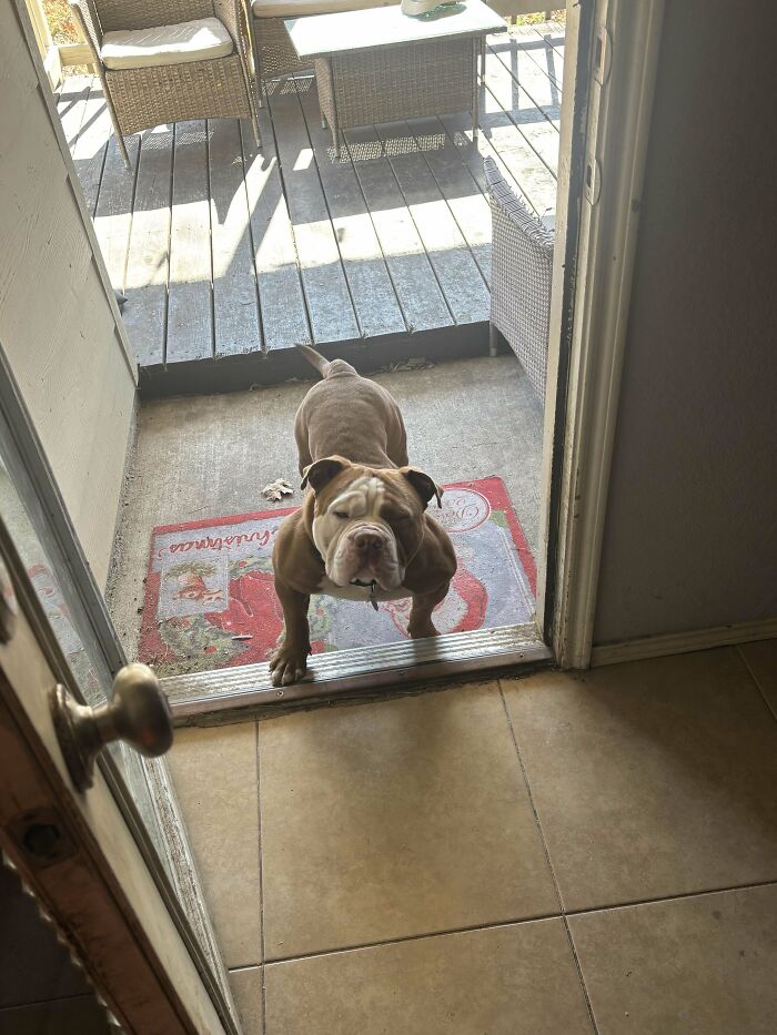 Bulldog standing by the doorway, enjoying the outdoors; a perfect example of adopting pets from a shelter.