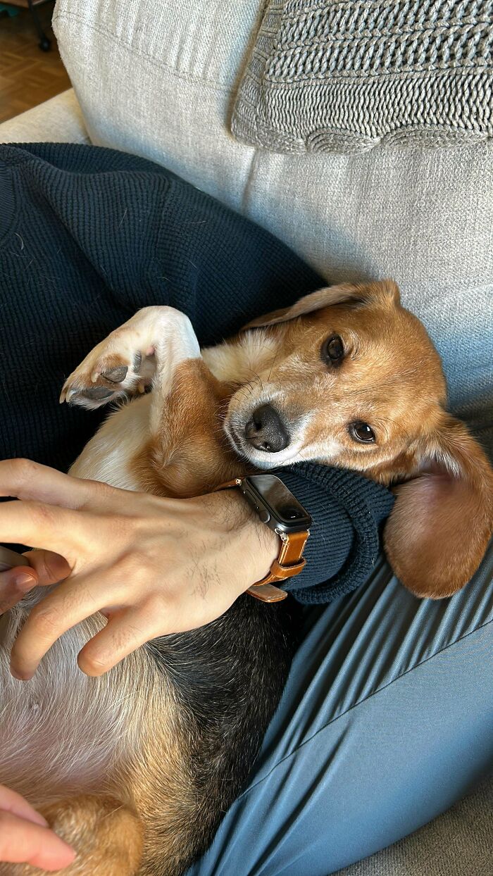 Rescued dog cuddling on a person's lap, showcasing the joy of adopting pets from a shelter.