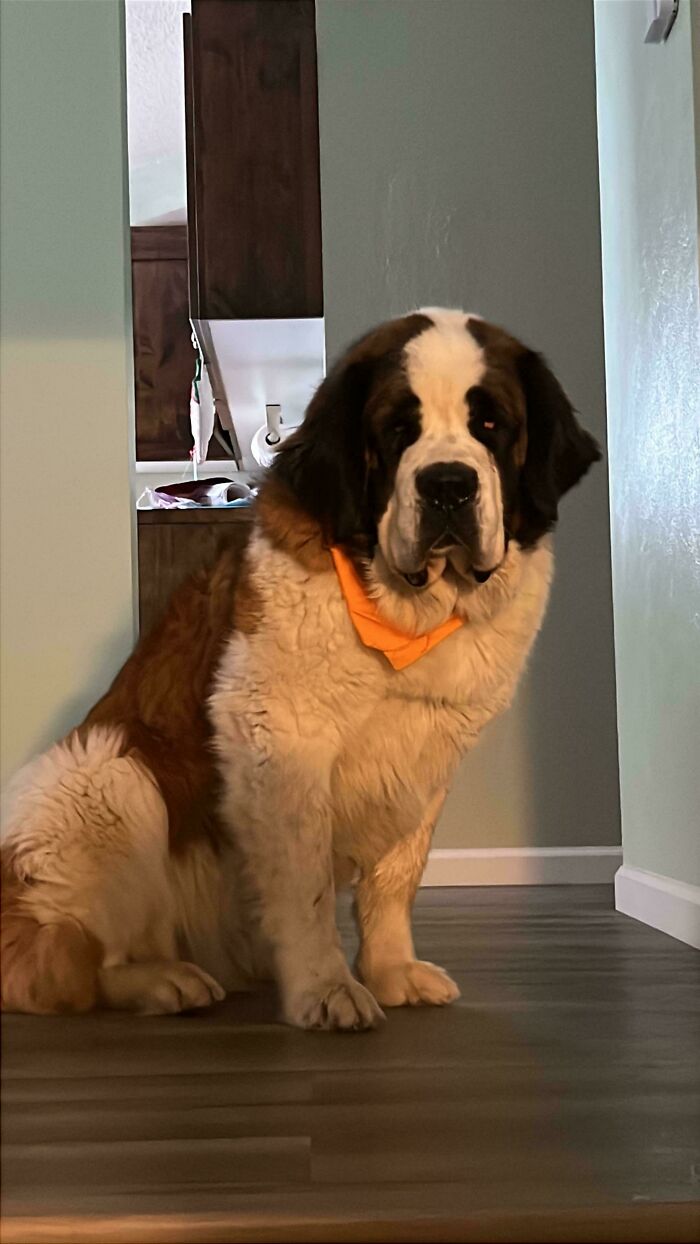 St. Bernard dog wearing an orange bandana, sitting indoors, exemplifying the joy of adopting pets from a shelter.