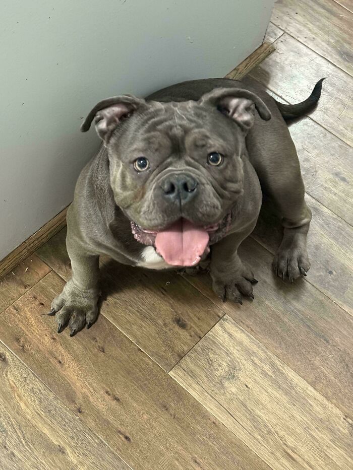 Smiling shelter dog on a wooden floor, showing the joy of pet adoption.