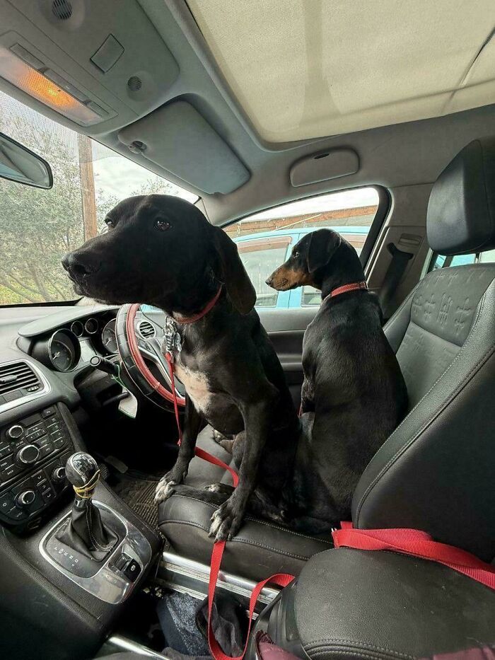 Two adopted shelter dogs sitting in a car, looking through the front window with red leashes on.