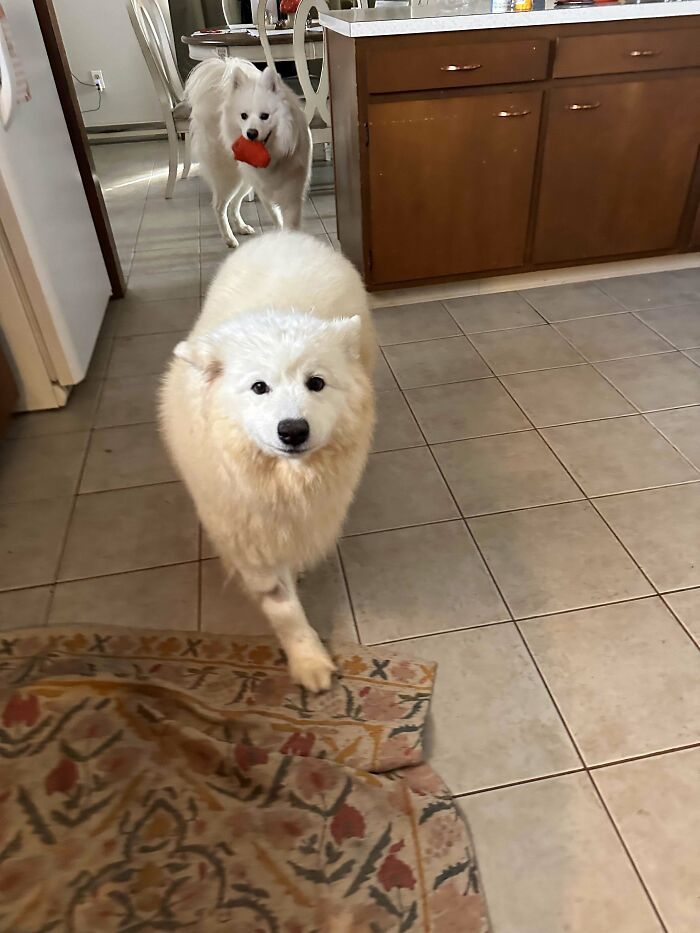 Two fluffy dogs in a kitchen; one walking, the other holding a toy, showcasing pet adoption joy.