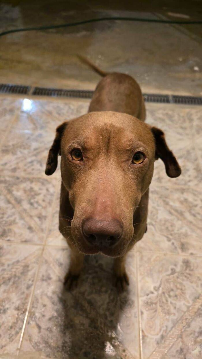 A brown dog stands on a tiled floor, looking up, representing the joy of adopting pets from a shelter.