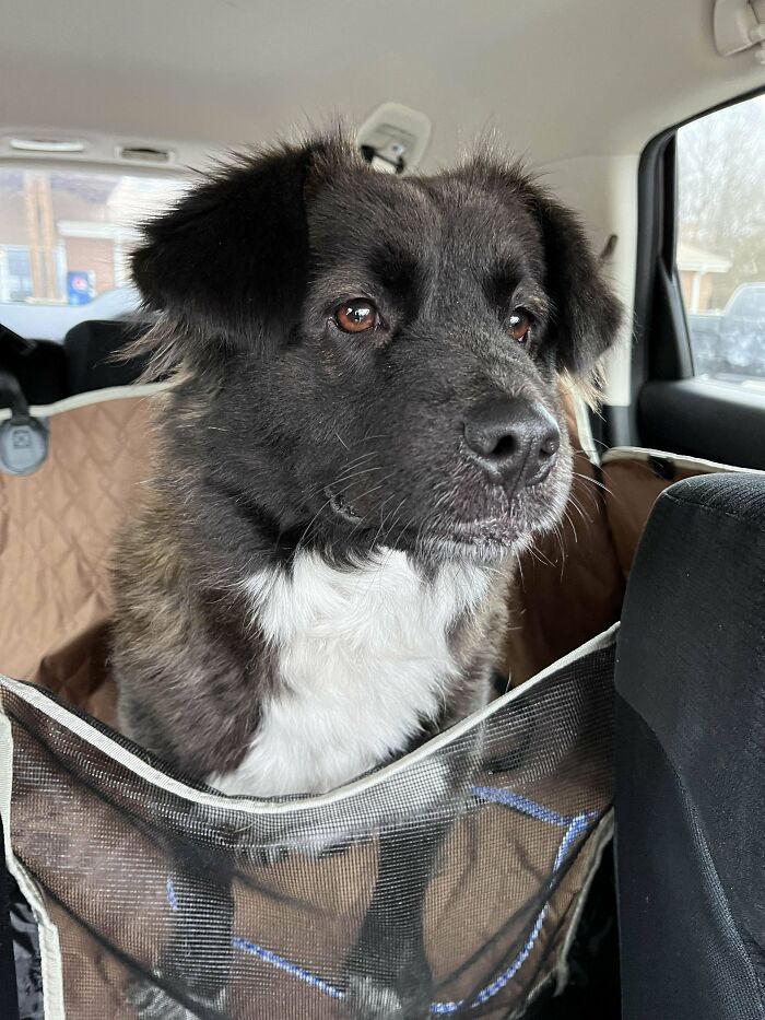 Adopted shelter dog sitting in the car, looking content and happy during a ride.