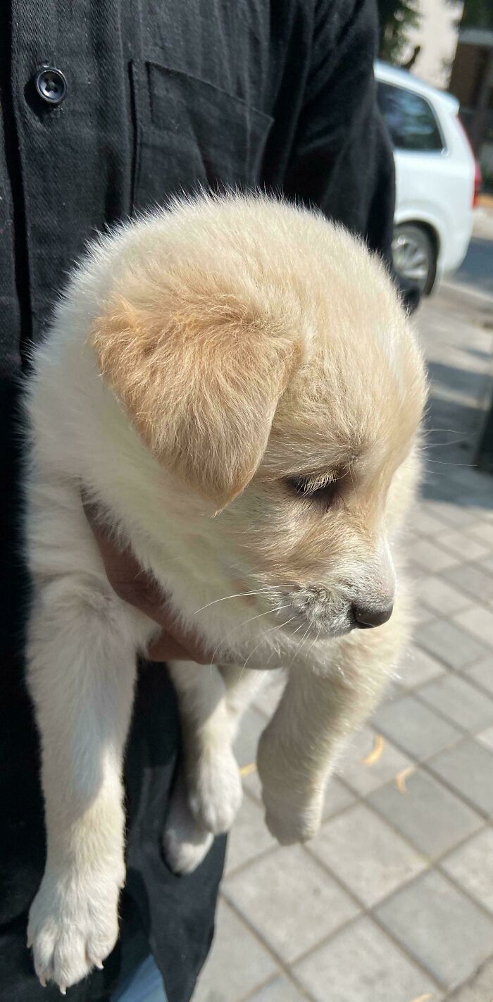 Shelter adoption success: person holding an adorable puppy outside, showing the joy of adopting pets.