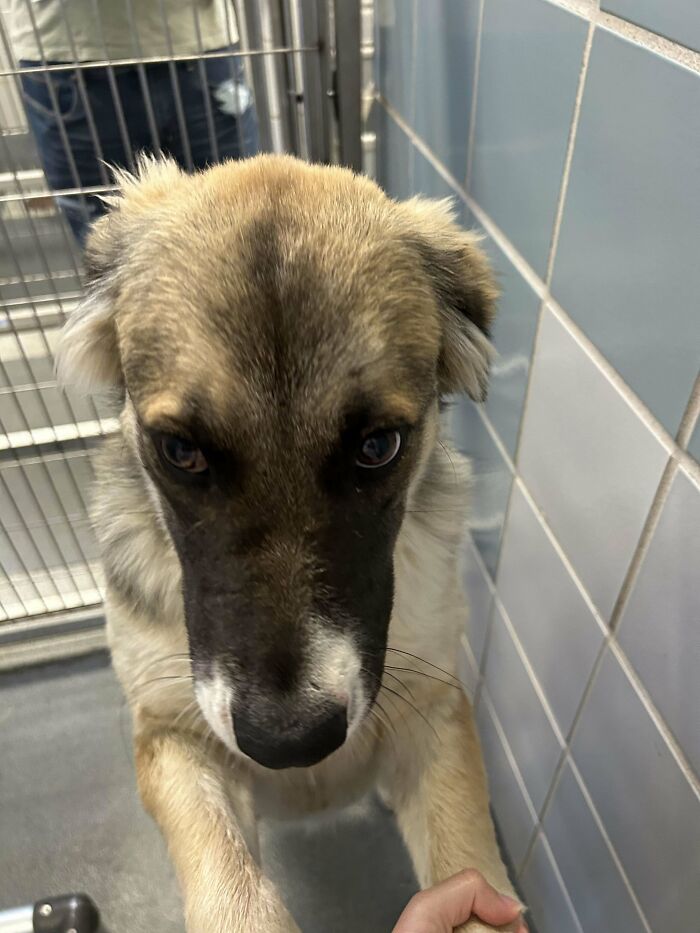 Shelter pet dog with tan and black fur reaching towards the camera, standing in a kennel.