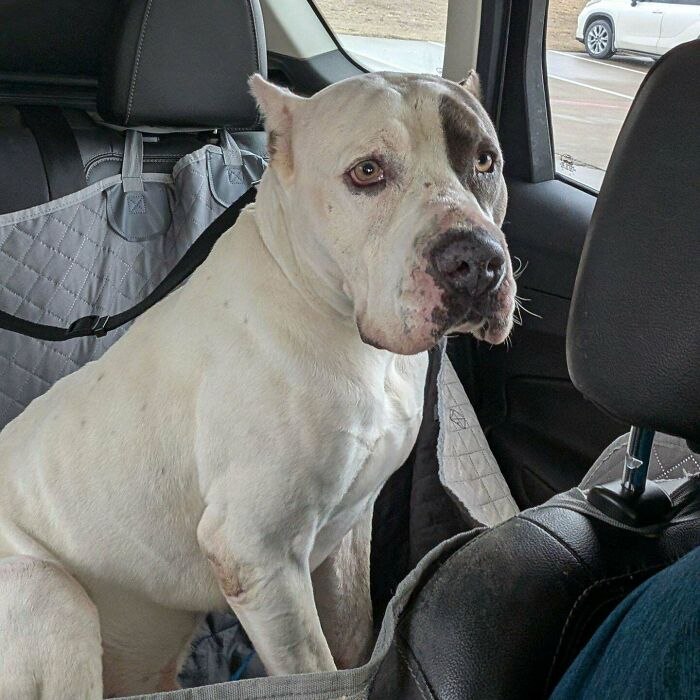 Shelter-adopted dog sitting in a car, looking content and relaxed.