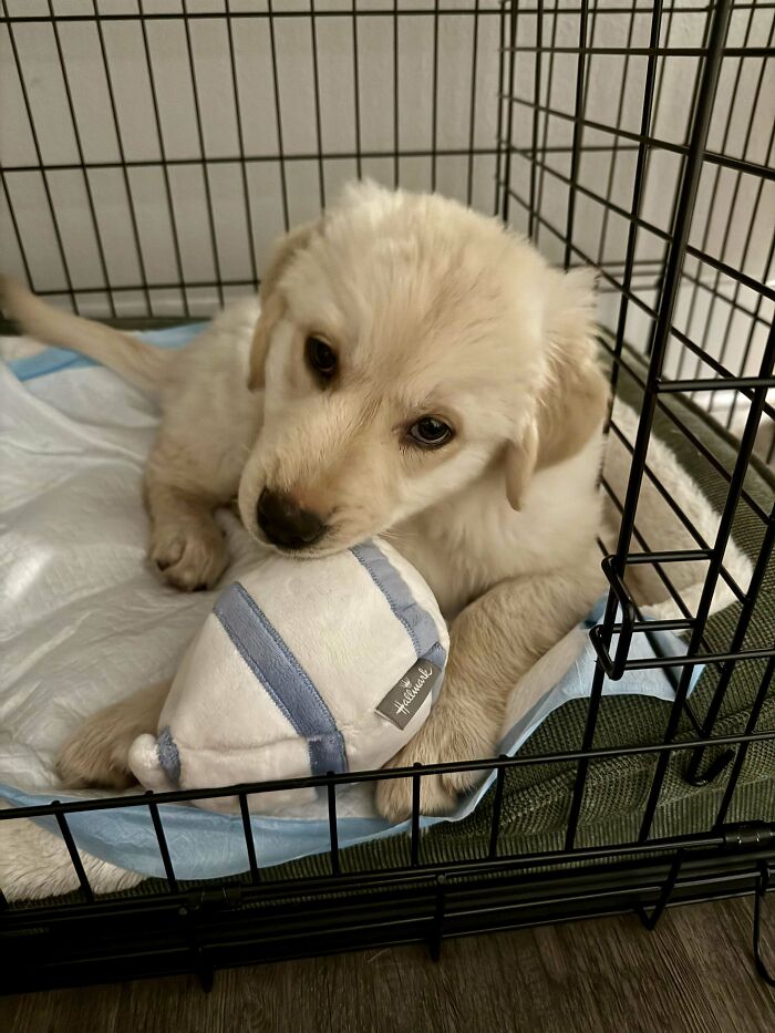 Shelter-adopted puppy in a crate, cuddling a blue and white plush toy.