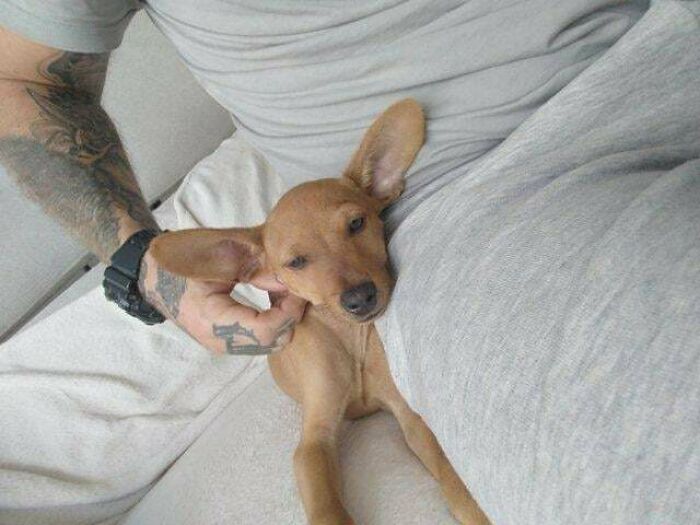 Man with tattoos cuddling a happy adopted pet dog on a couch, showing the joy of pet adoption.