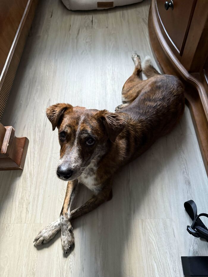 Brown and white dog lying on a wooden floor, showcasing the joy of adopting pets from a shelter.