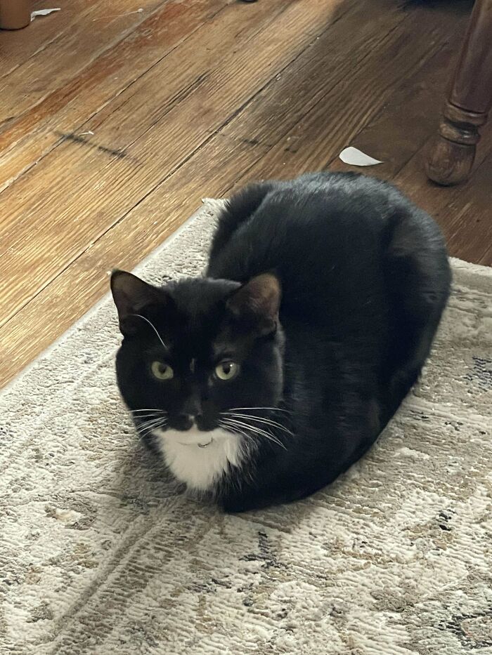 Tuxedo cat lying on a rug, showcasing the joy of adopting pets from a shelter.
