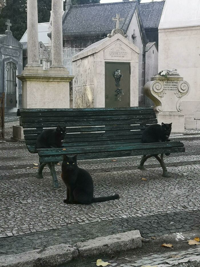 Three cute cemetery cats on a bench, surrounded by gravestones, providing a mysterious and serene atmosphere.