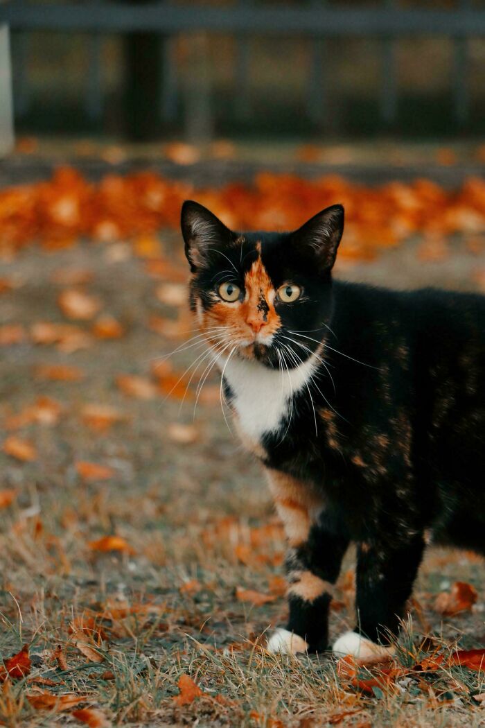 Cute cemetery cat with orange and black fur, standing on autumn leaves, looking at the camera.