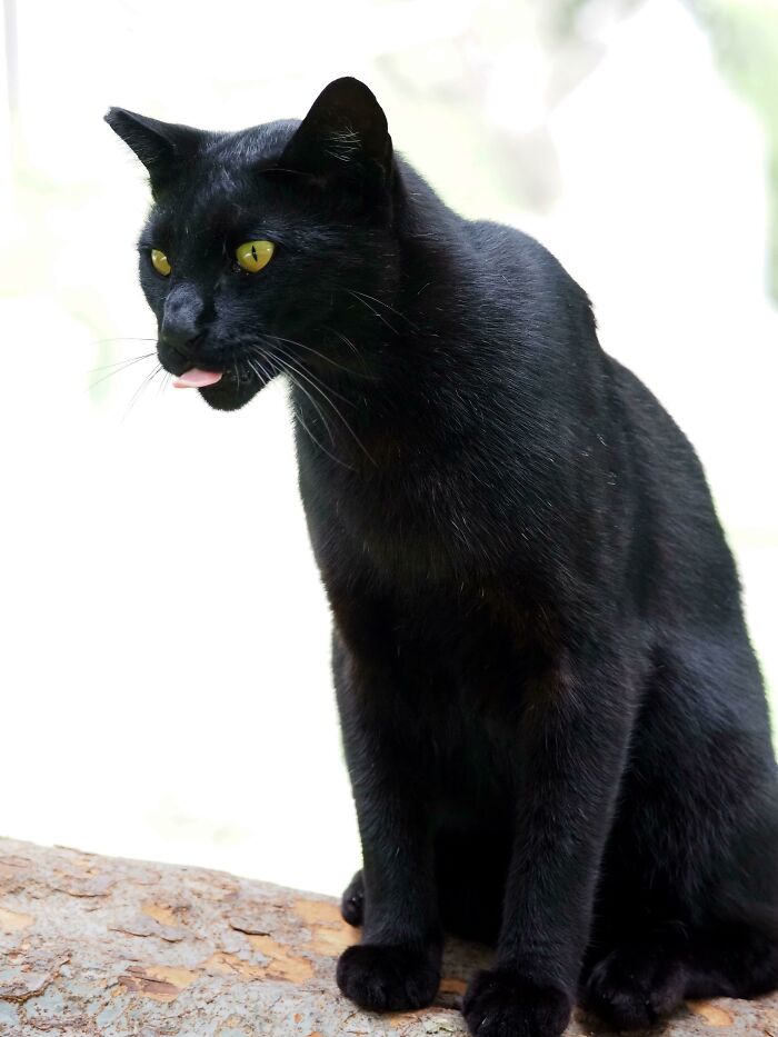 Black cat with yellow eyes sitting on a rock, sticking out its tongue, in a cemetery setting.