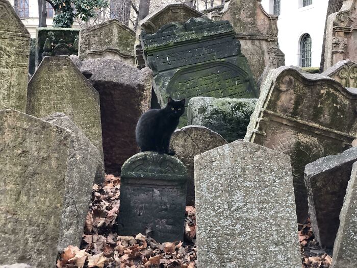 A cute black cat sitting among old cemetery headstones surrounded by fallen leaves.