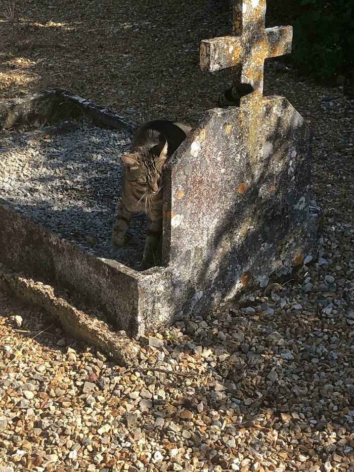 A cute cat exploring an old cemetery, perched beside a weathered stone cross in dappled sunlight.