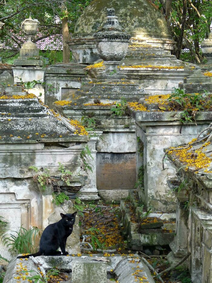 Black cat sitting among old cemetery tombstones with yellow flowers scattered around.