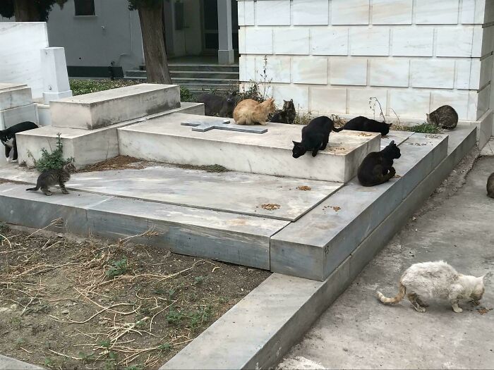 Cute cemetery cats lounging on stone graves in a tranquil setting.