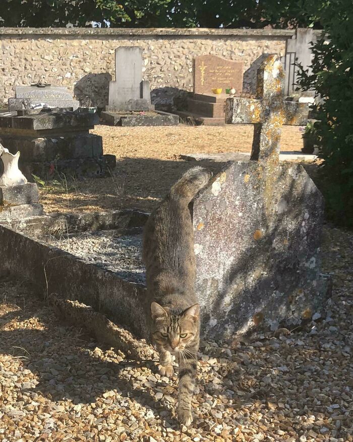 A cute cemetery cat strolling beside a tombstone in a sunlit graveyard setting.