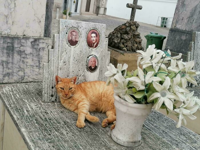 Cute cemetery cat lounging beside a stone memorial with portraits and a vase of white flowers.