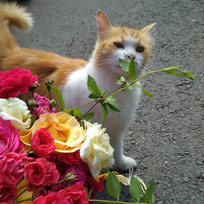 Cute cemetery cat with a mix of white and orange fur stands beside colorful flowers on a path.