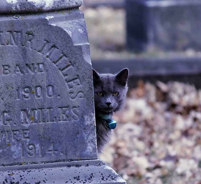Gray cat peeking from behind a tombstone in a cemetery, wearing a bell collar.