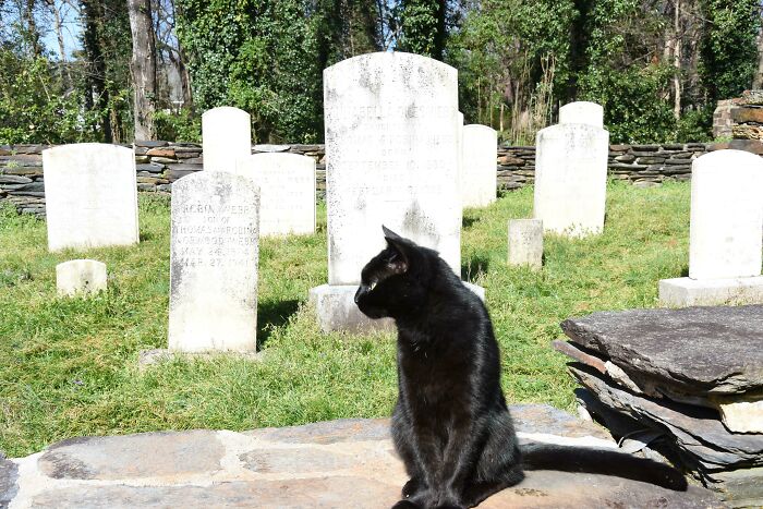 A cute black cat sitting among gravestones in a sunlit cemetery.