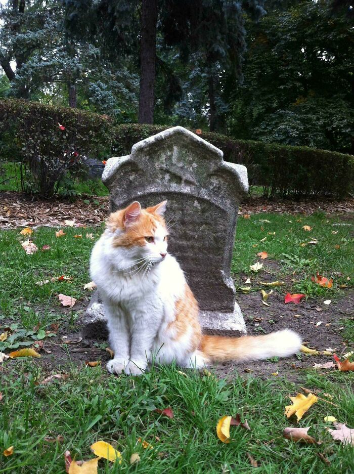 Orange and white cat sitting by a gravestone in a cemetery, surrounded by green grass and autumn leaves.