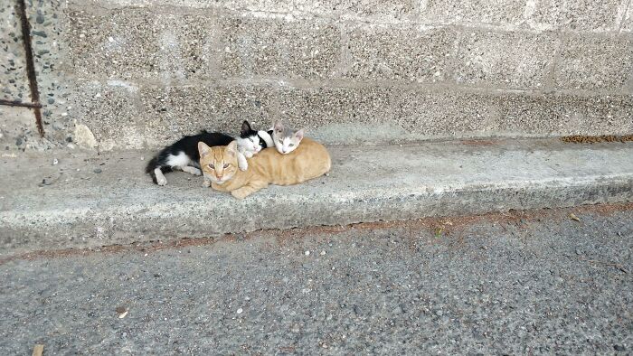 Cute cemetery cats resting together on a pavement near a stone wall.