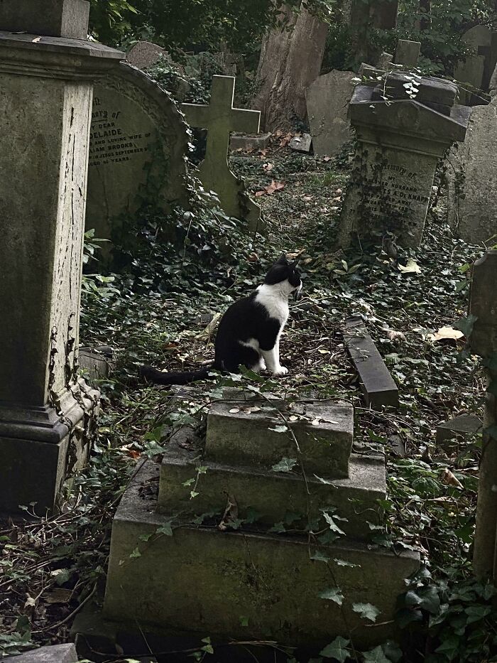 Black and white cat sitting among ivy-covered gravestones in a cemetery.