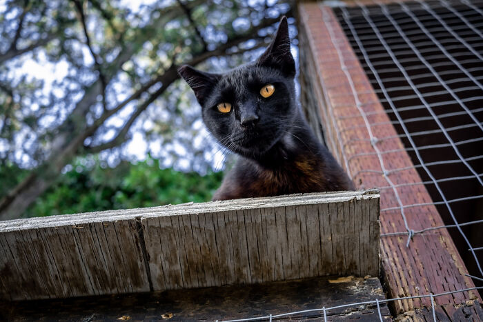 Black cat with yellow eyes perched on a cemetery fence, surrounded by greenery.