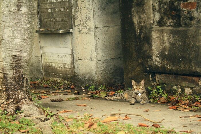 Grey tabby cat resting beside an old cemetery tombstone, surrounded by fallen leaves.