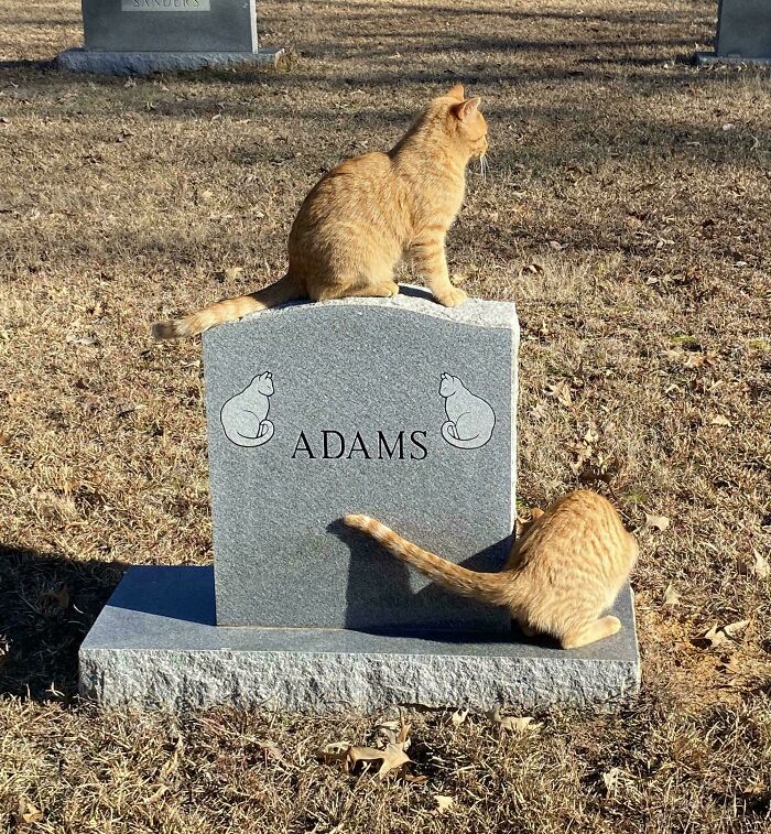 Two cute cemetery cats sitting on a gray gravestone with the name "ADAMS" carved into it, surrounded by dry grass.