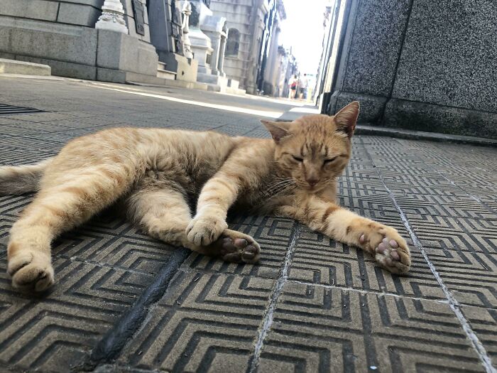 Sleeping cemetery cat on a patterned path, surrounded by stone structures.